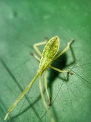 Homoeocerus graminis