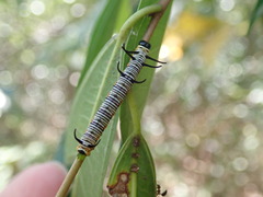 Euploea