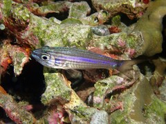 Cheilodipterus artus