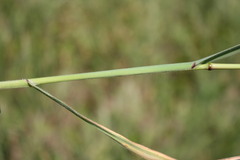 Bromus diandrus
