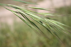 Bromus diandrus