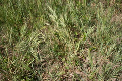Bromus diandrus