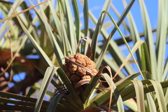 Pandanus cookii