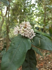 Ixora