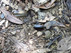 Opisthoplatia orientalis