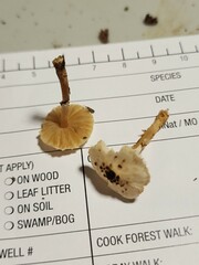 Lepiota felina