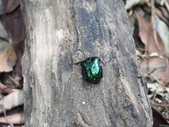 Protaetia orientalis