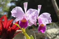 Cattleya trianae