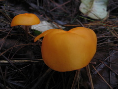 Hymenogloea papyracea