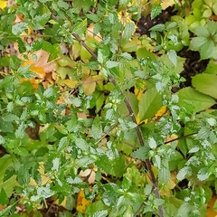 Urtica galeopsifolia
