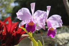 Cattleya trianae