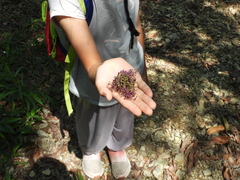 Callicarpa