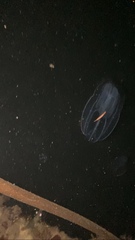 Bolinopsis microptera