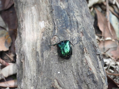 Protaetia orientalis