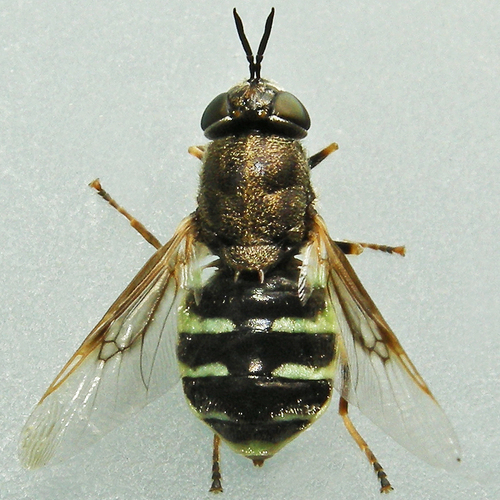 Odontomyia interrupta