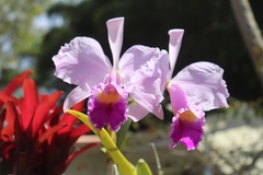 Cattleya trianae