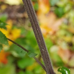 Urtica galeopsifolia