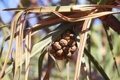 Pandanus cookii
