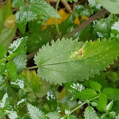 Urtica galeopsifolia