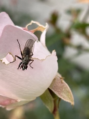 Coenosia