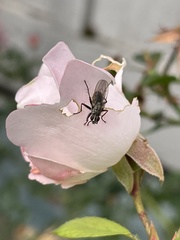 Coenosia