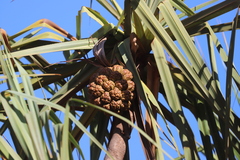 Pandanus cookii