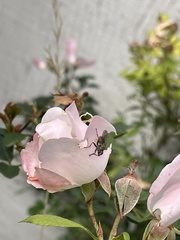 Coenosia