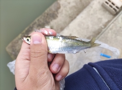 Hemiculter leucisculus