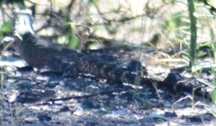 Ctenosaura macrolopha