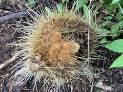 Pachycereus pecten-aboriginum