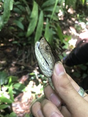 Bothrops asper