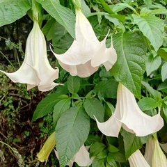 Brugmansia