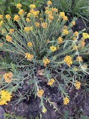 Lasiosiphon capitatus