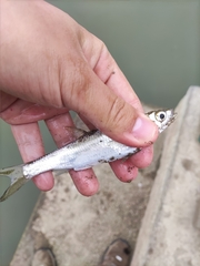 Hemiculter leucisculus