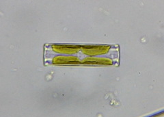 Bacillariophyceae