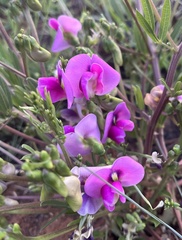 Sphenostylis angustifolia