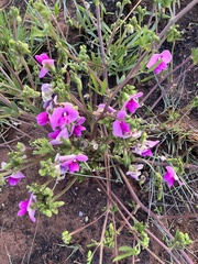 Sphenostylis angustifolia