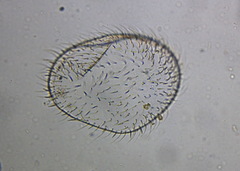 Ostracoda