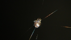 Cyclosa
