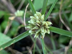Cyperus seslerioides