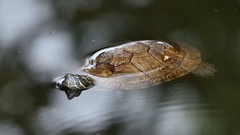 Trachemys venusta cataspila