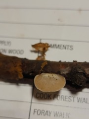 Crepidotus albissimus