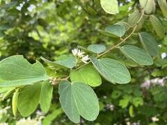 Bauhinia brachycarpa