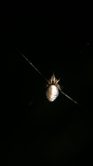 Cyclosa