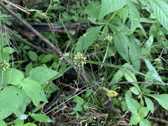 Cyperus seslerioides