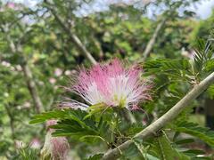Calliandra surinamensis