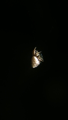 Cyclosa