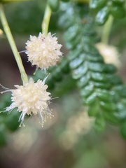 Acacia pentadenia