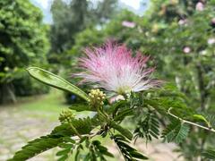 Calliandra surinamensis