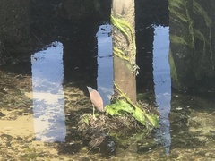 Nycticorax caledonicus